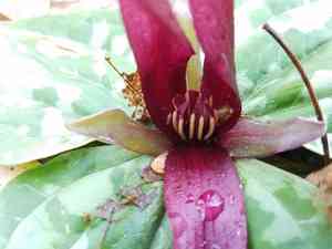 Trailing wakerobin(Trillium decumbens)