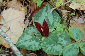 Trailing wakerobin(Trillium decumbens)