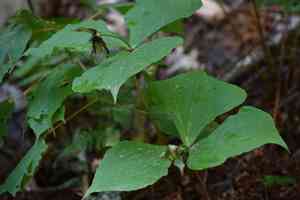 Red trillium(Trillium erectum)