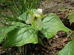 Red trillium(Trillium erectum)