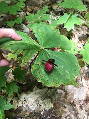 Red trillium(Trillium erectum)