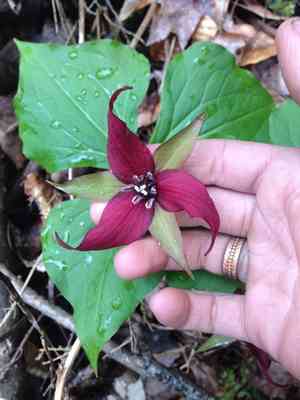 Red trillium(Trillium erectum)