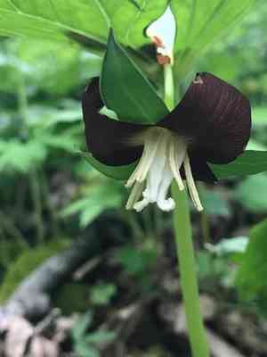 Nodding wakerobin(Trillium flexipes)
