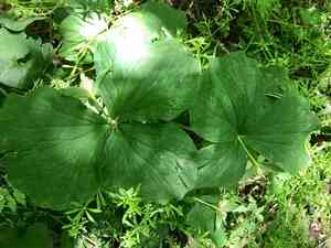 Nodding wakerobin(Trillium flexipes)
