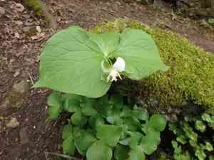 Nodding wakerobin(Trillium flexipes)