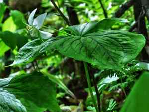 Nodding wakerobin(Trillium flexipes)