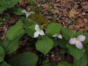 White trillium(Trillium grandiflorum)