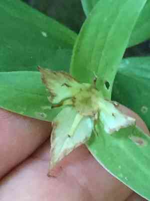 White trillium(Trillium grandiflorum)
