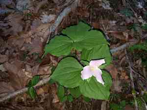 White trillium(Trillium grandiflorum)