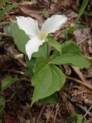 White trillium(Trillium grandiflorum)