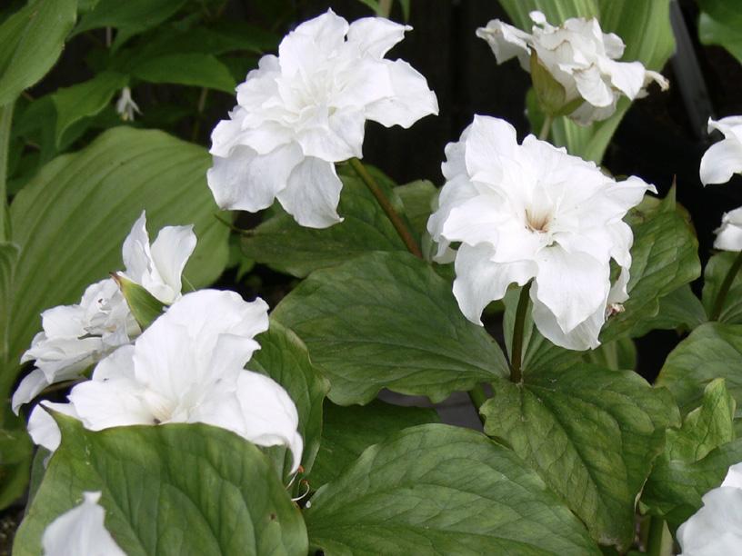 White trillium