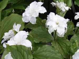 White trillium(Trillium grandiflorum)