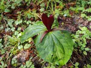 Giant purple wakerobin(Trillium kurabayashii)