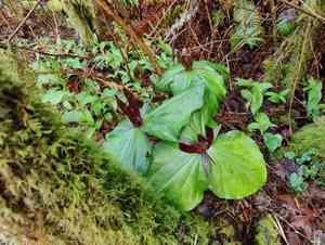 Giant purple wakerobin(Trillium kurabayashii)