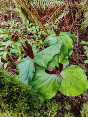 Giant purple wakerobin(Trillium kurabayashii)