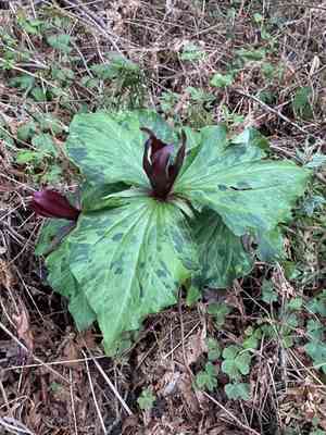 Giant purple wakerobin(Trillium kurabayashii)