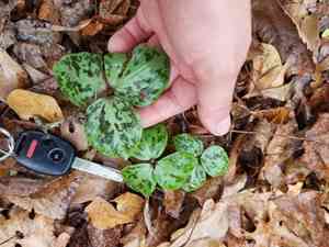 Spotted wakerobin(Trillium maculatum)