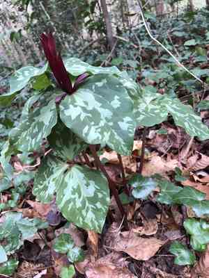 Spotted wakerobin(Trillium maculatum)