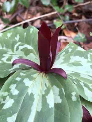 Spotted wakerobin(Trillium maculatum)