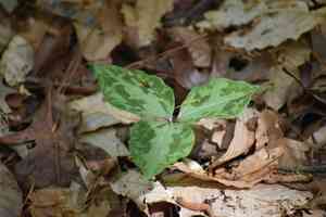 Spotted wakerobin(Trillium maculatum)