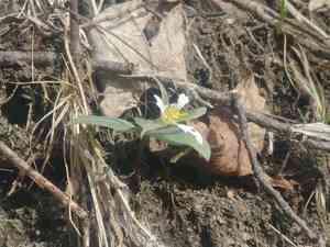 Snow trillium(Trillium nivale)
