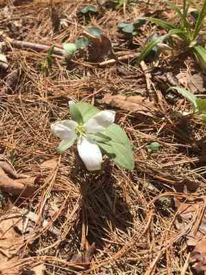Snow trillium(Trillium nivale)