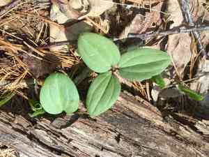 Snow trillium(Trillium nivale)