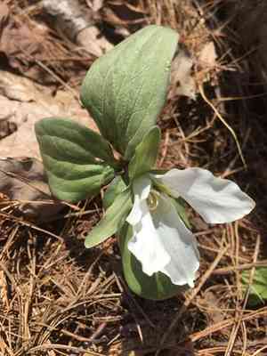 Snow trillium(Trillium nivale)