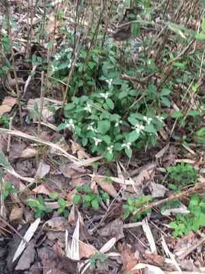 Dwarf wakerobin(Trillium pusillum)