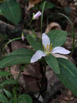 Dwarf wakerobin(Trillium pusillum)