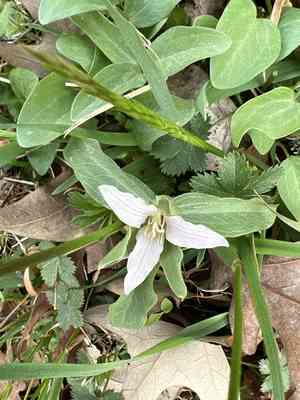 Dwarf wakerobin(Trillium pusillum)