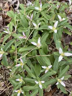 Dwarf wakerobin(Trillium pusillum)