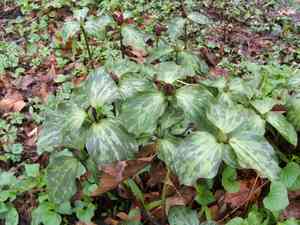 Bloody butcher(Trillium recurvatum)