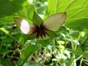 Illscented wakerobin(Trillium rugelii)