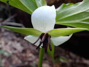 Illscented wakerobin(Trillium rugelii)