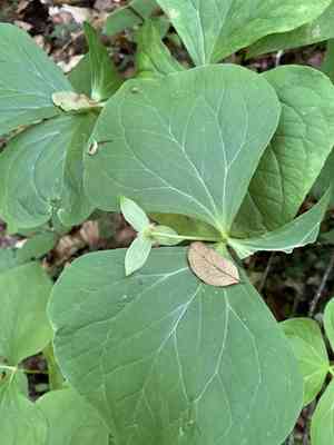 Illscented wakerobin(Trillium rugelii)