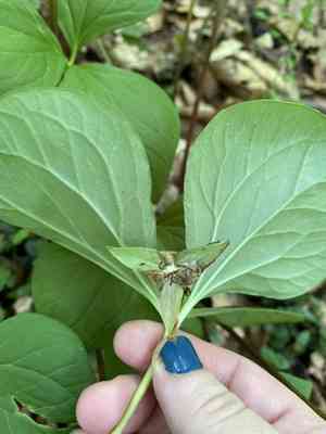 Illscented wakerobin(Trillium rugelii)