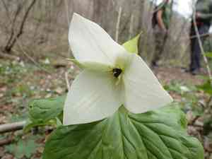 Jeweled wakerobin(Trillium simile)