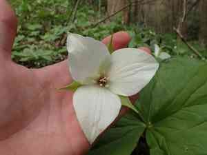 Jeweled wakerobin(Trillium simile)