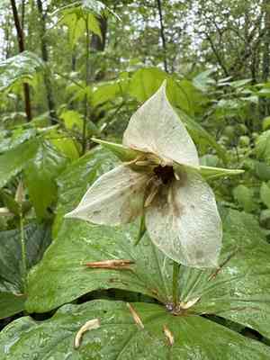 Jeweled wakerobin(Trillium simile)