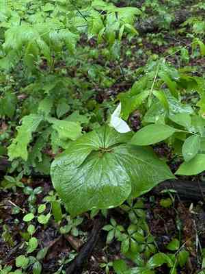Jeweled wakerobin(Trillium simile)