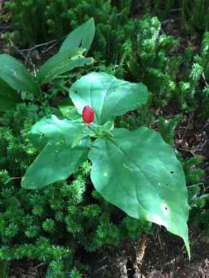 Painted trillium(Trillium undulatum)