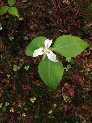 Painted trillium(Trillium undulatum)