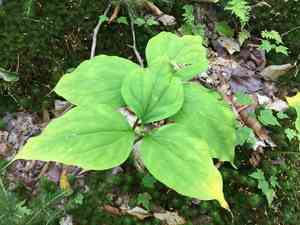 Painted trillium(Trillium undulatum)