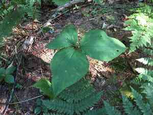 Painted trillium(Trillium undulatum)
