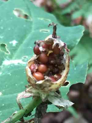 Painted trillium(Trillium undulatum)