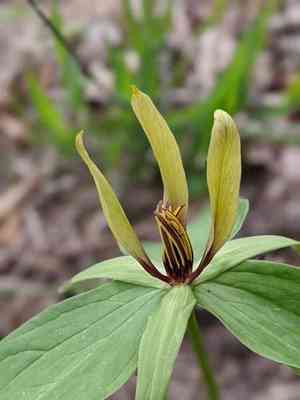 Wood wakerobin(Trillium viride)