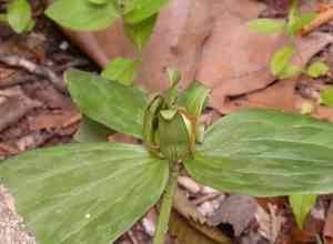 Wood wakerobin(Trillium viride)