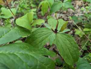 Wood wakerobin(Trillium viride)
