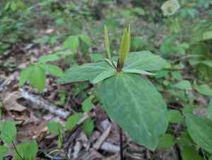 Wood wakerobin(Trillium viride)